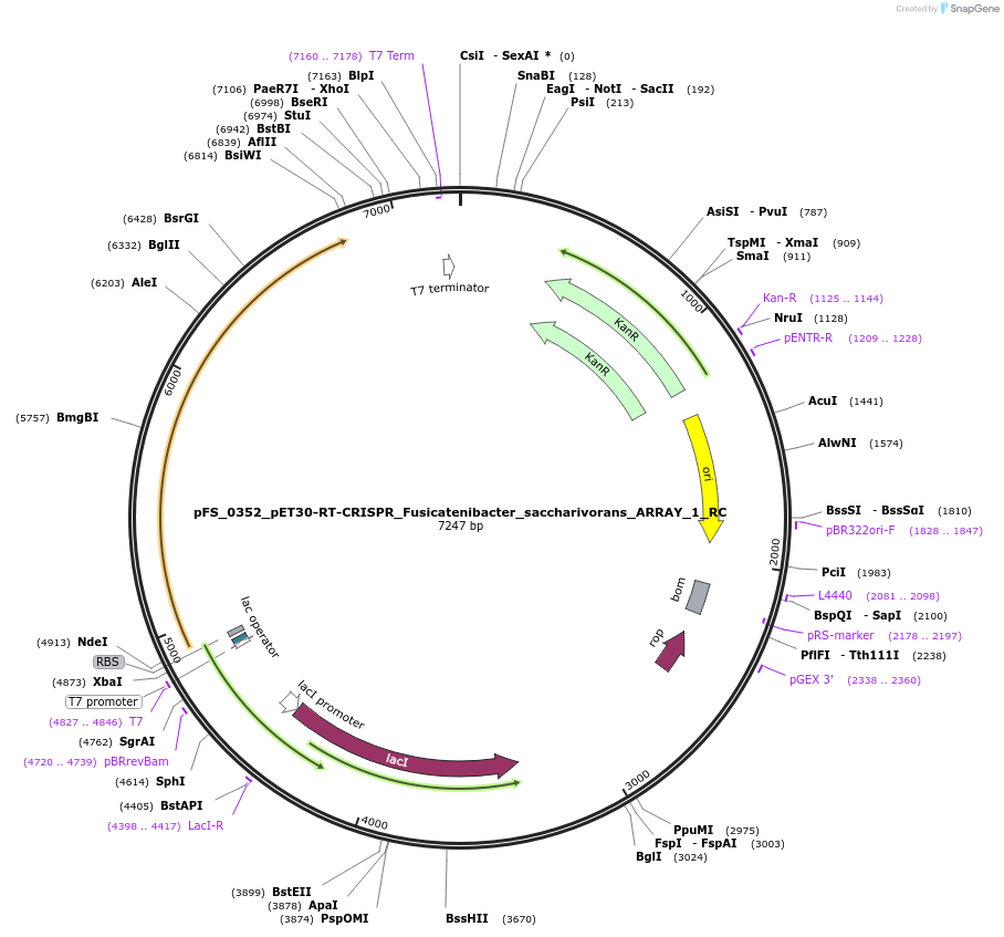 116964-plasmid-map-sequence-id-227087