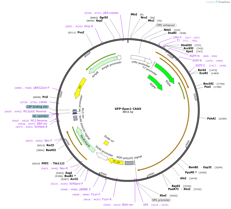 118312-plasmid-map-sequence-id-227089