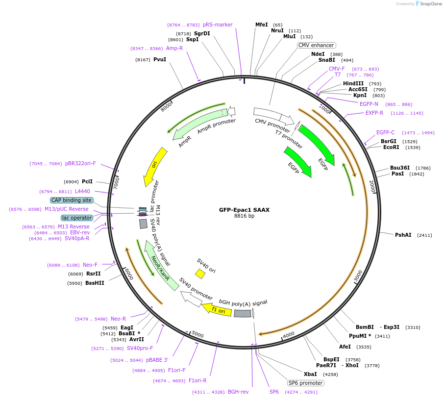 118313-plasmid-map-sequence-id-227110