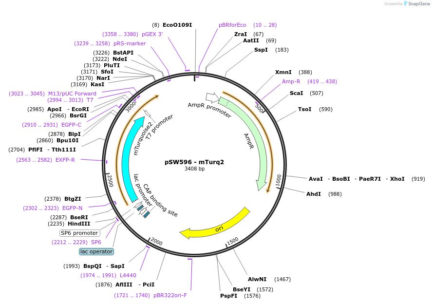 115985-plasmid-map-sequence-id-227202