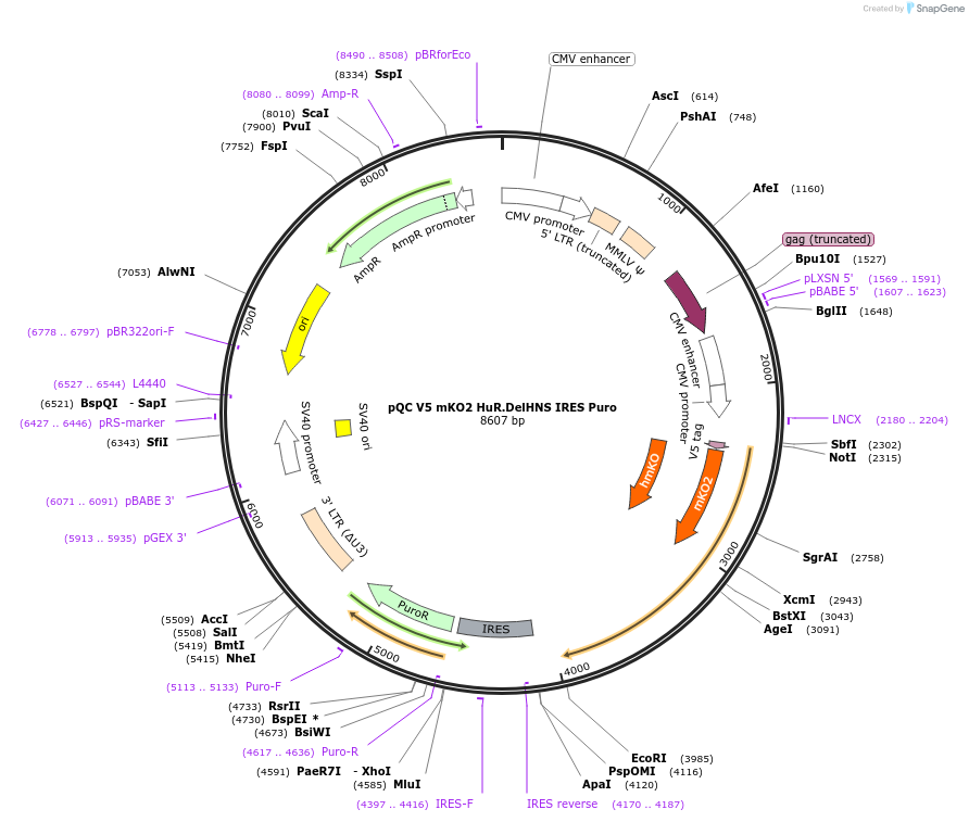 110389-plasmid-map-sequence-id-227209