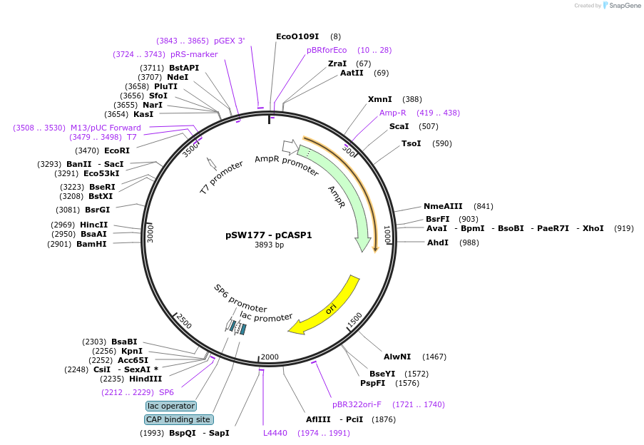 115986-plasmid-map-sequence-id-227210