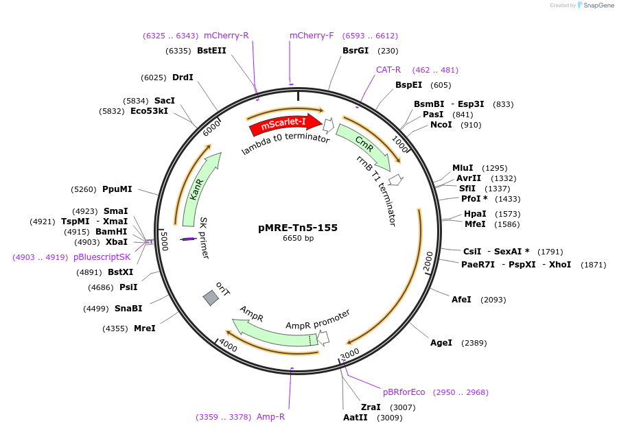 118537-plasmid-map-sequence-id-227216