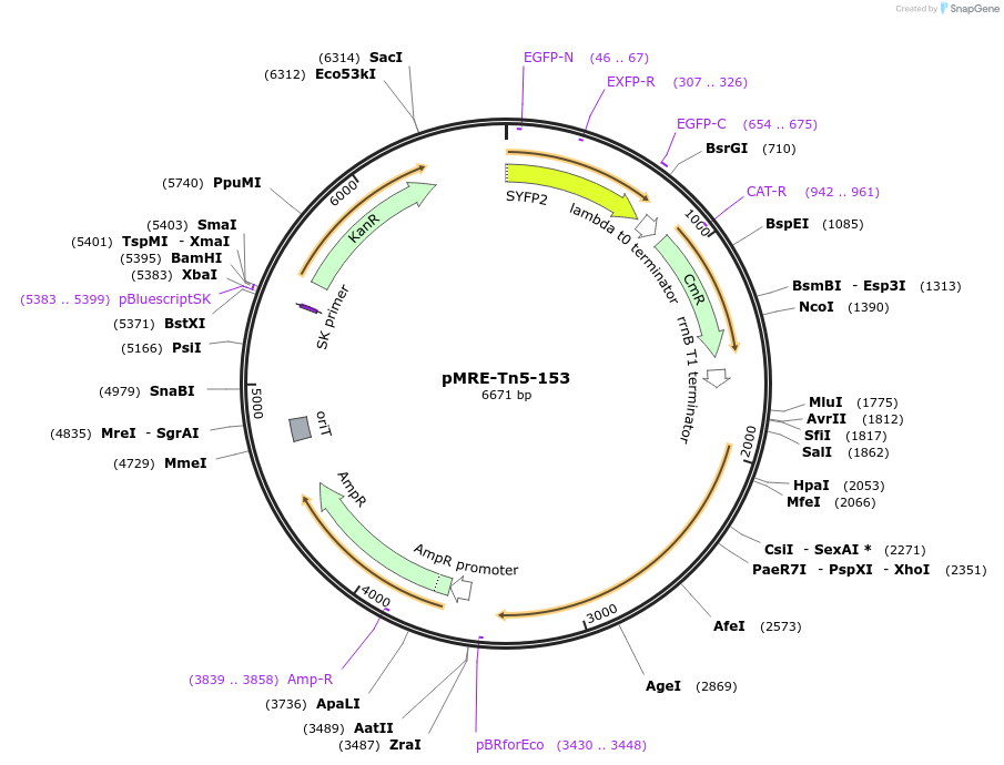 118535-plasmid-map-sequence-id-227220