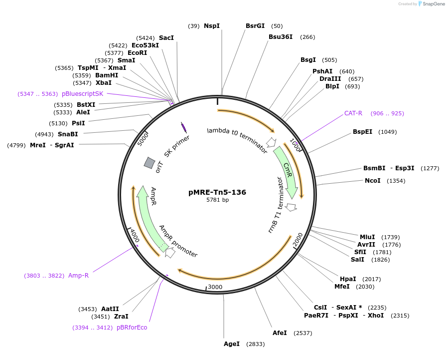 118522-plasmid-map-sequence-id-227224
