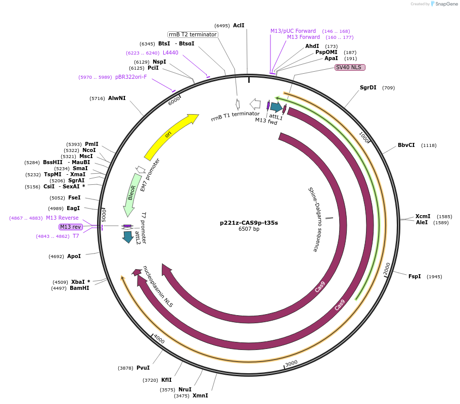 118385-plasmid-map-sequence-id-227225