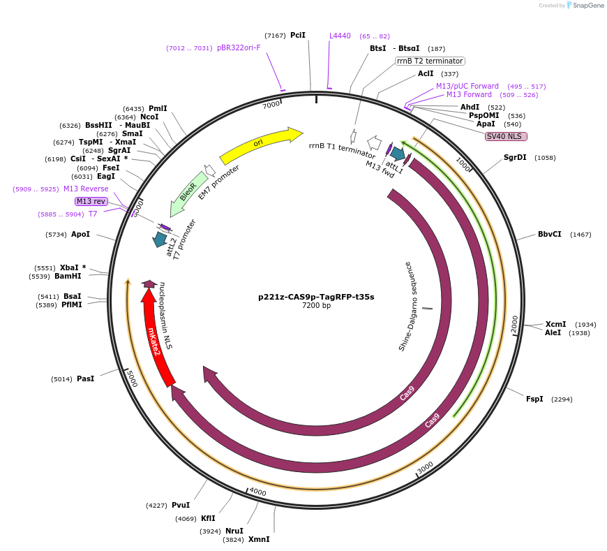 118386-plasmid-map-sequence-id-227227