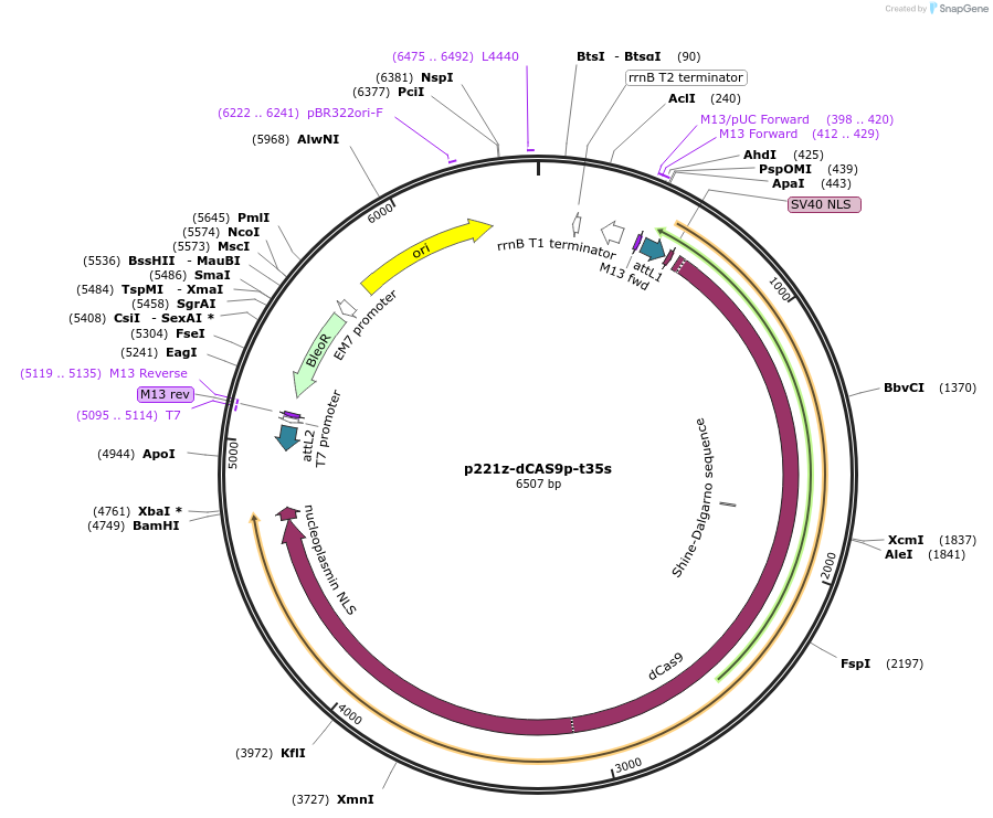 118387-plasmid-map-sequence-id-227231