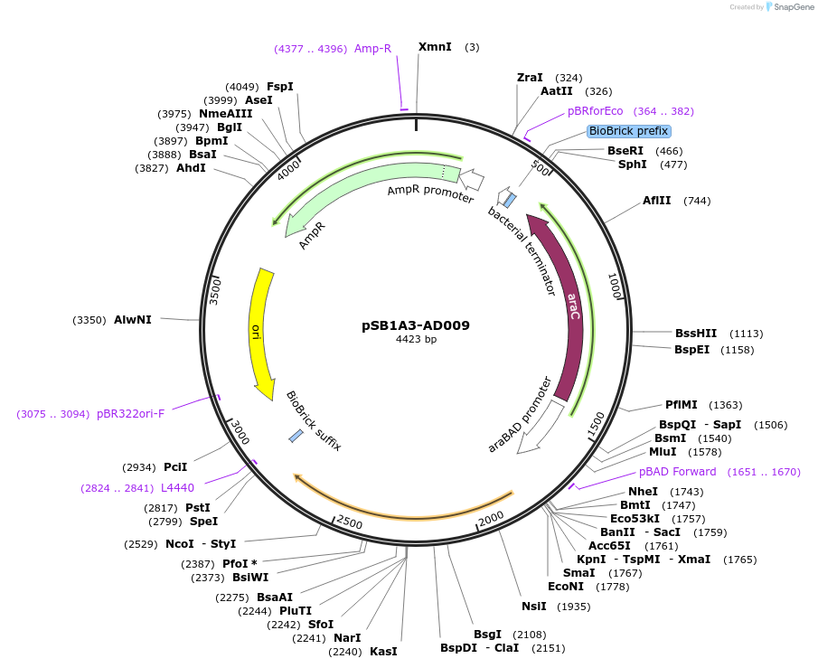 116850-plasmid-map-sequence-id-227234