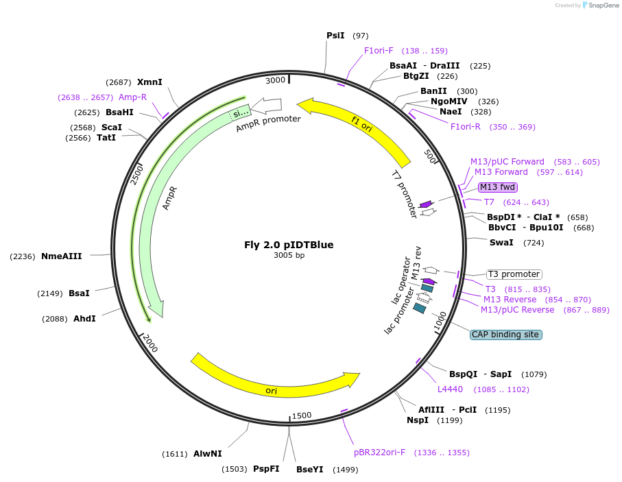 117418-plasmid-map-sequence-id-227235