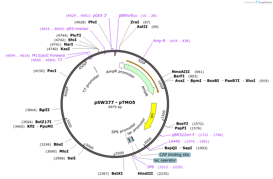 115988-plasmid-map-sequence-id-227243