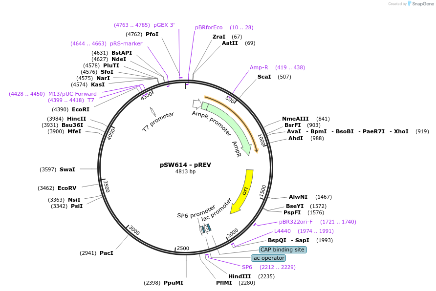 115989-plasmid-map-sequence-id-227245