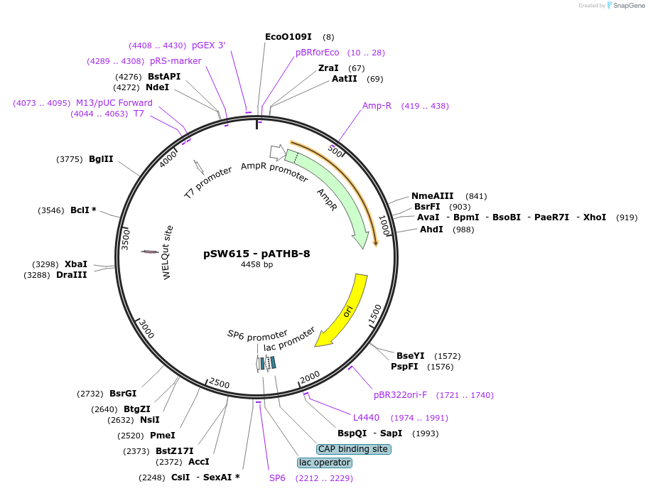 115990-plasmid-map-sequence-id-227247