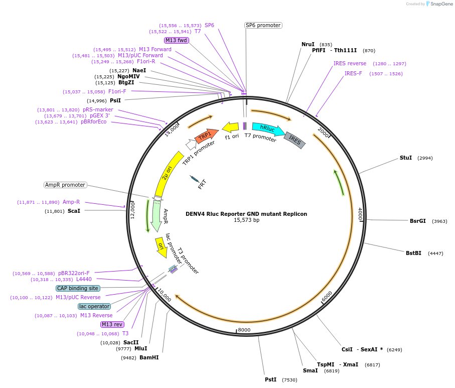 118586-plasmid-map-sequence-id-227283