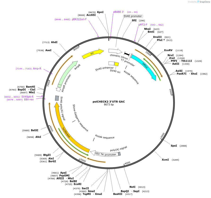 110401-plasmid-map-sequence-id-227284