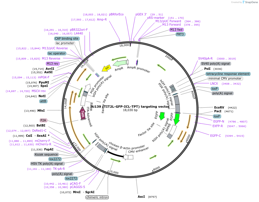 114426-plasmid-map-sequence-id-227286