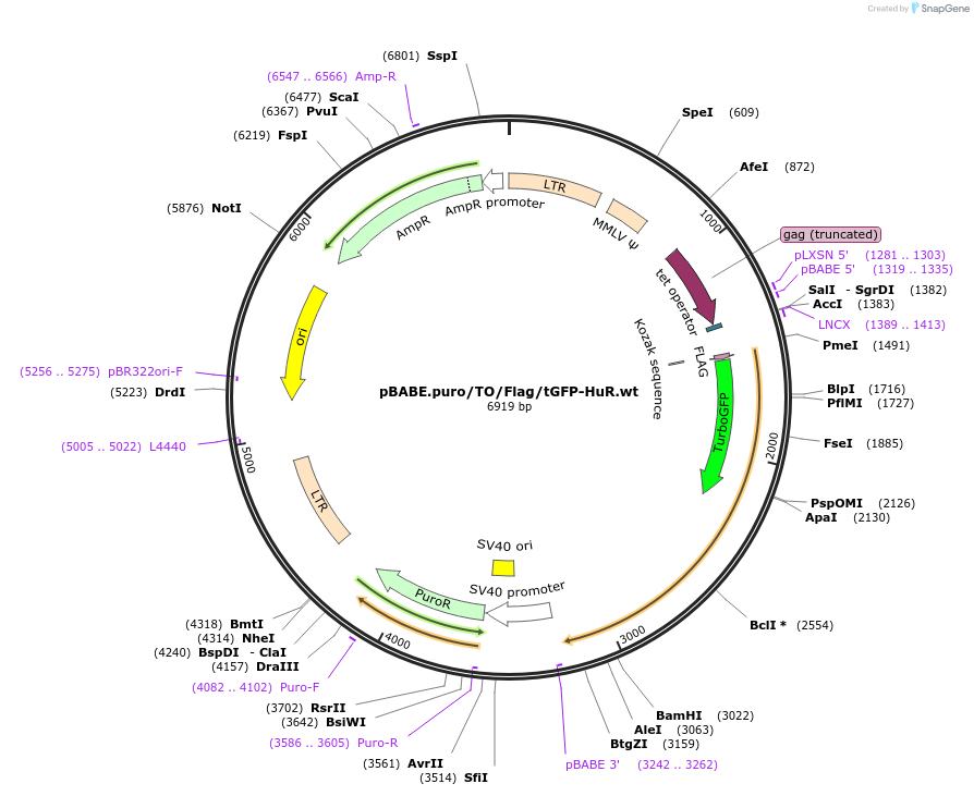 110349-plasmid-map-sequence-id-227289