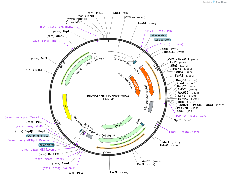 110371-plasmid-map-sequence-id-227290