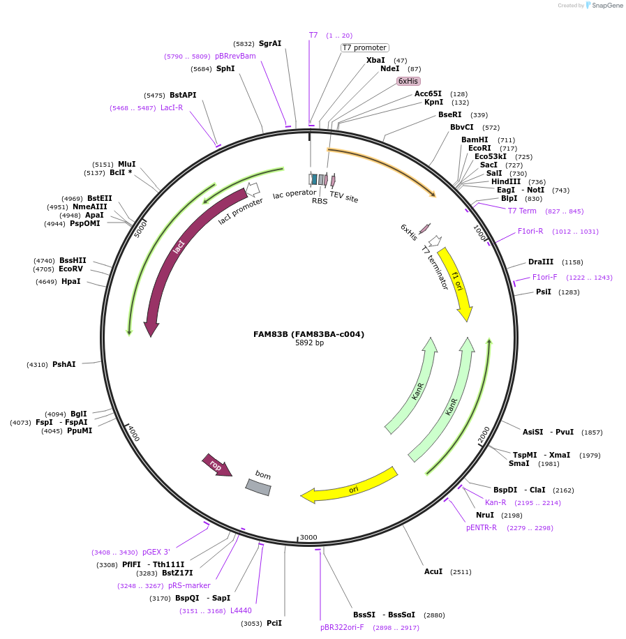 98236-plasmid-map-sequence-id-227301