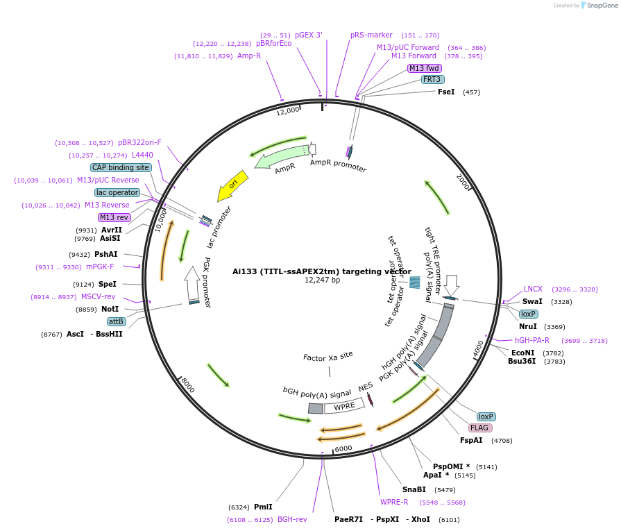 114432-plasmid-map-sequence-id-227308