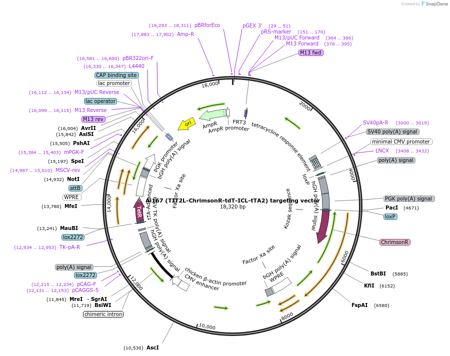 114431-plasmid-map-sequence-id-227310