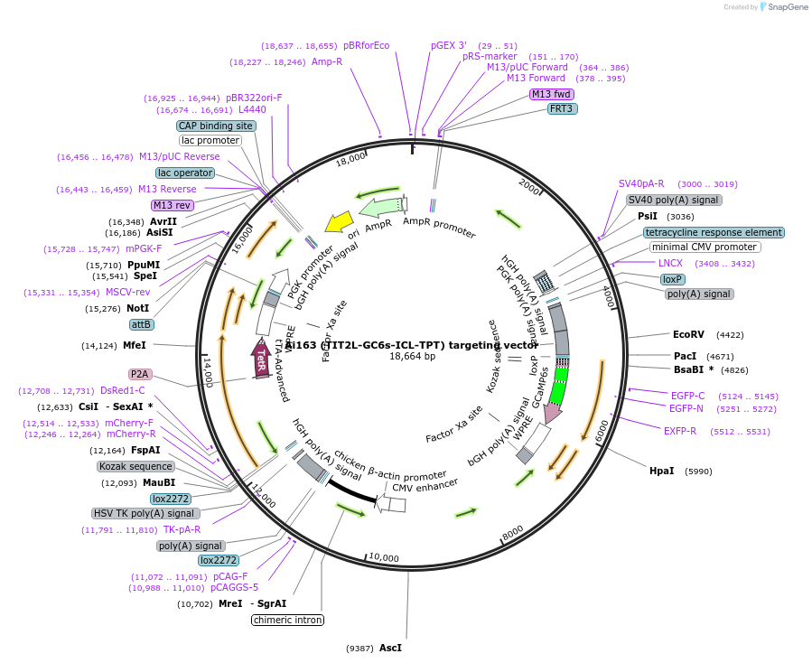 114430-plasmid-map-sequence-id-227317