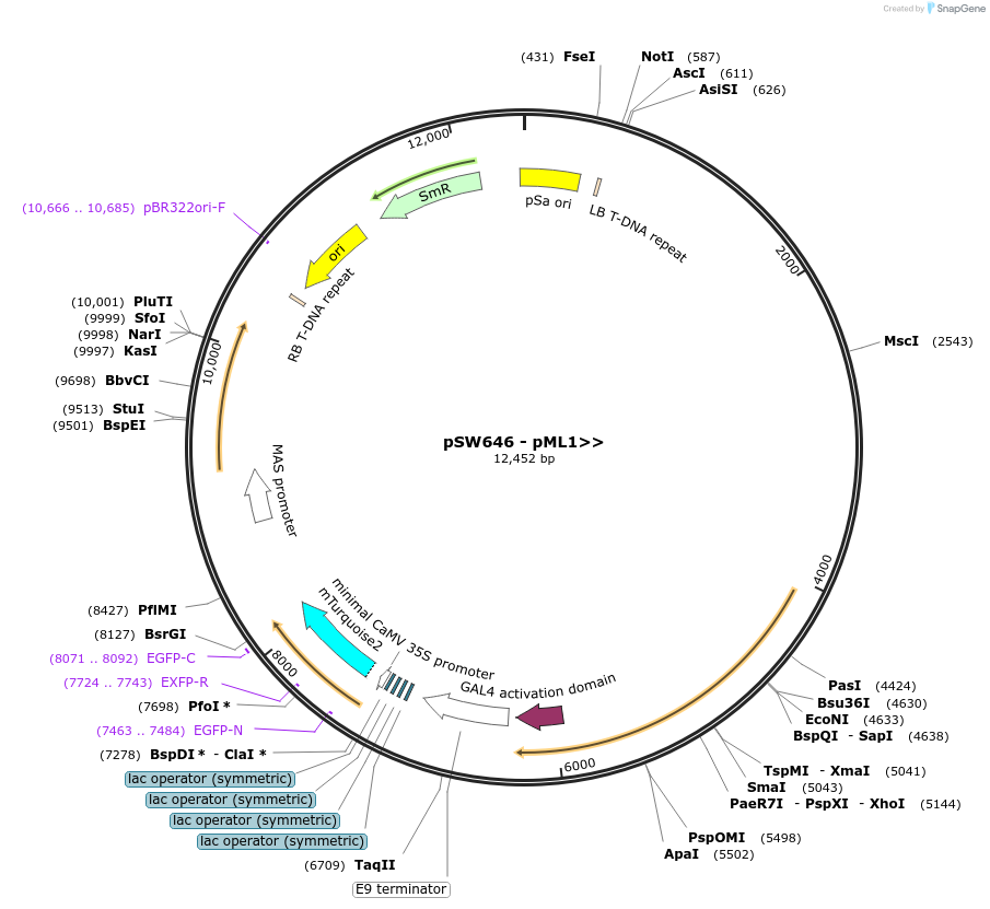 115995-plasmid-map-sequence-id-227319