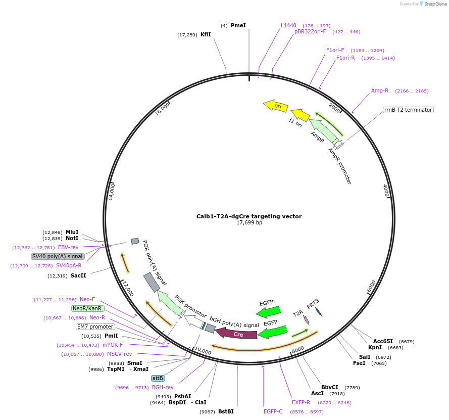 114438-plasmid-map-sequence-id-227320