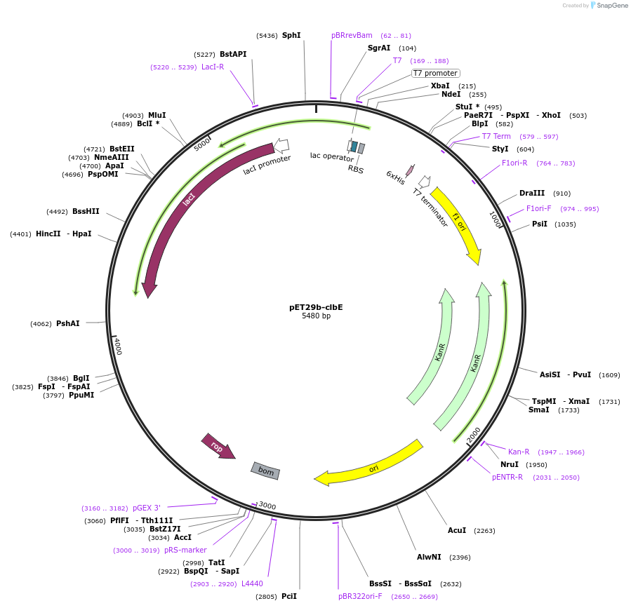 114147-plasmid-map-sequence-id-227328