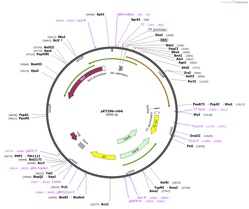 114150-plasmid-map-sequence-id-227331