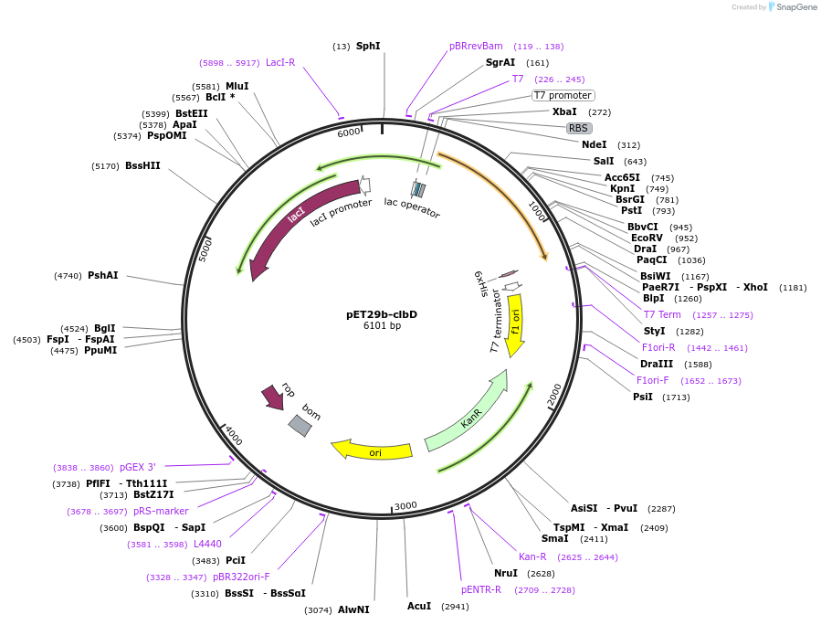 114146-plasmid-map-sequence-id-227333