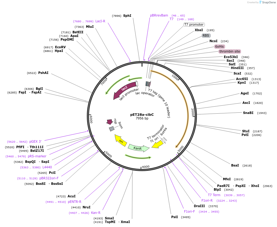 114145-plasmid-map-sequence-id-227335