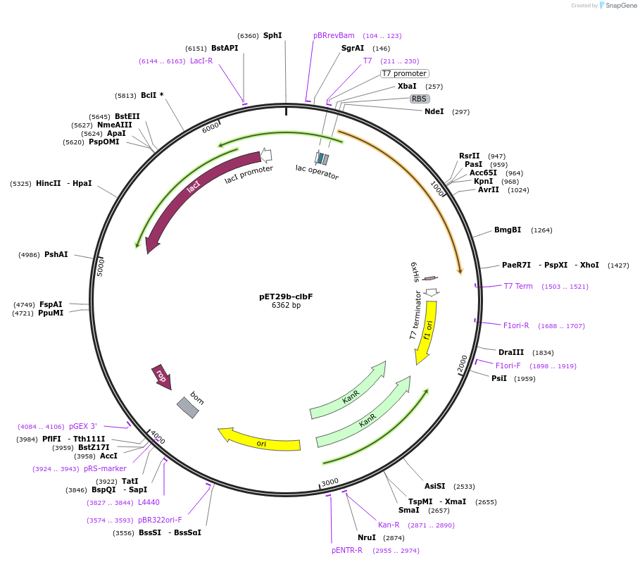114148-plasmid-map-sequence-id-227336
