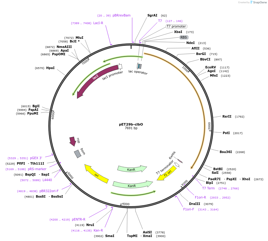 114153-plasmid-map-sequence-id-227337