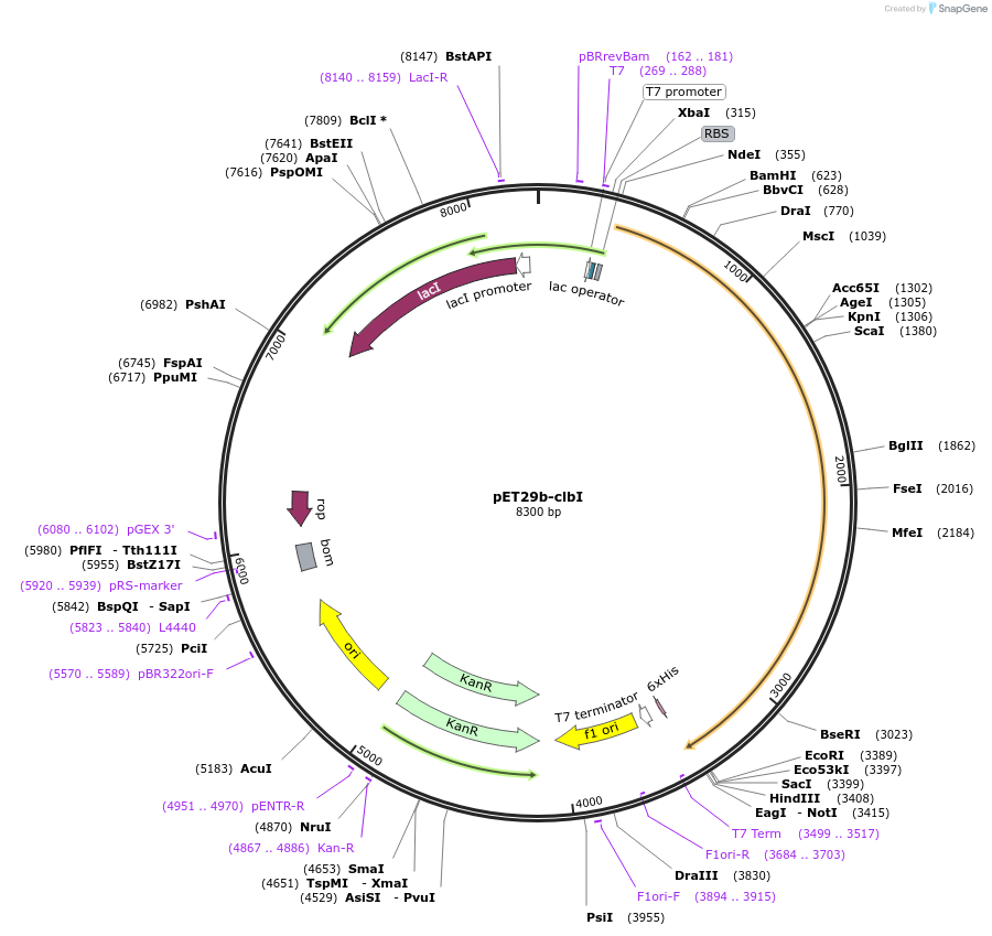 114151-plasmid-map-sequence-id-227339