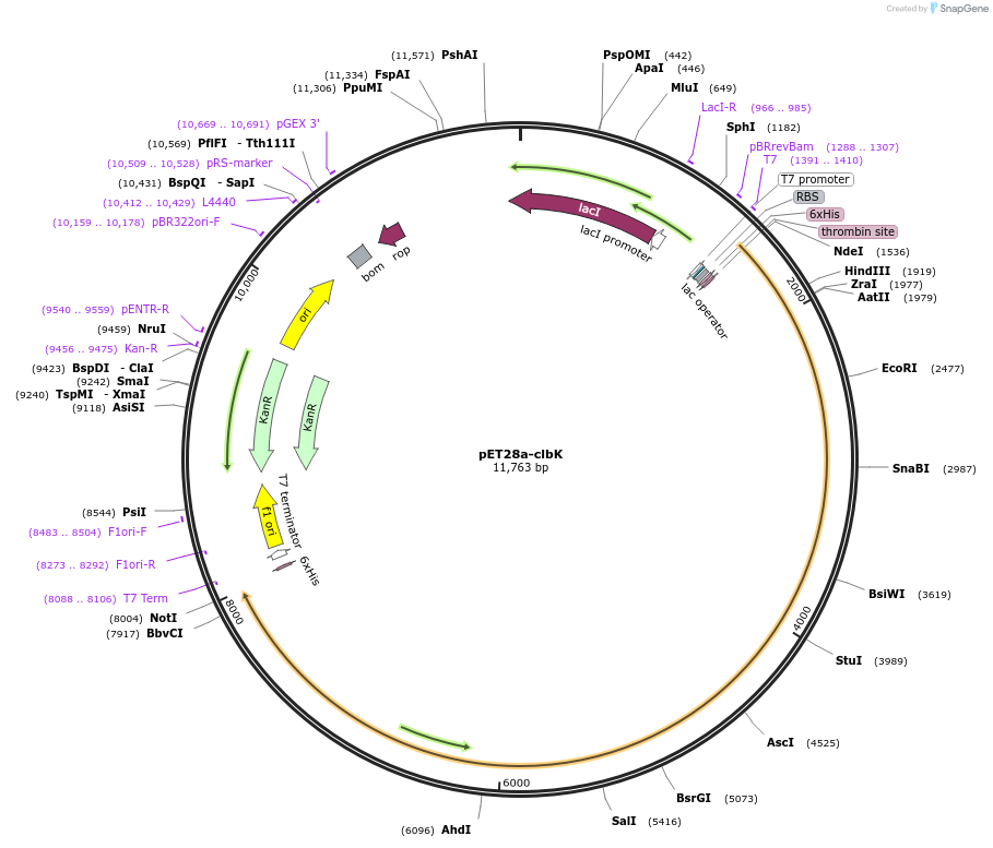 114152-plasmid-map-sequence-id-227341