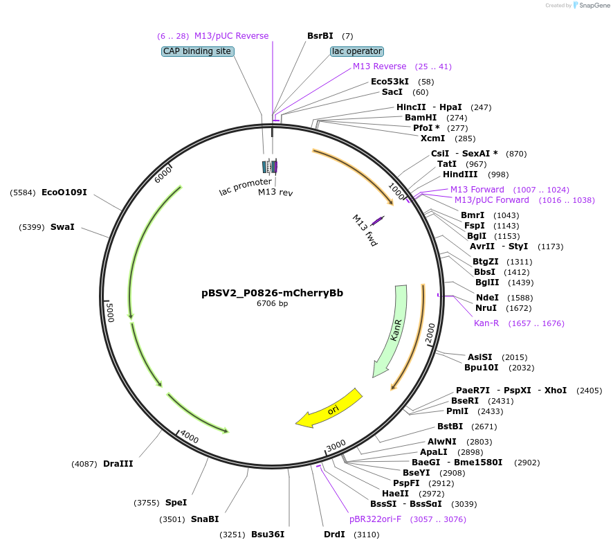 118242-plasmid-map-sequence-id-227343