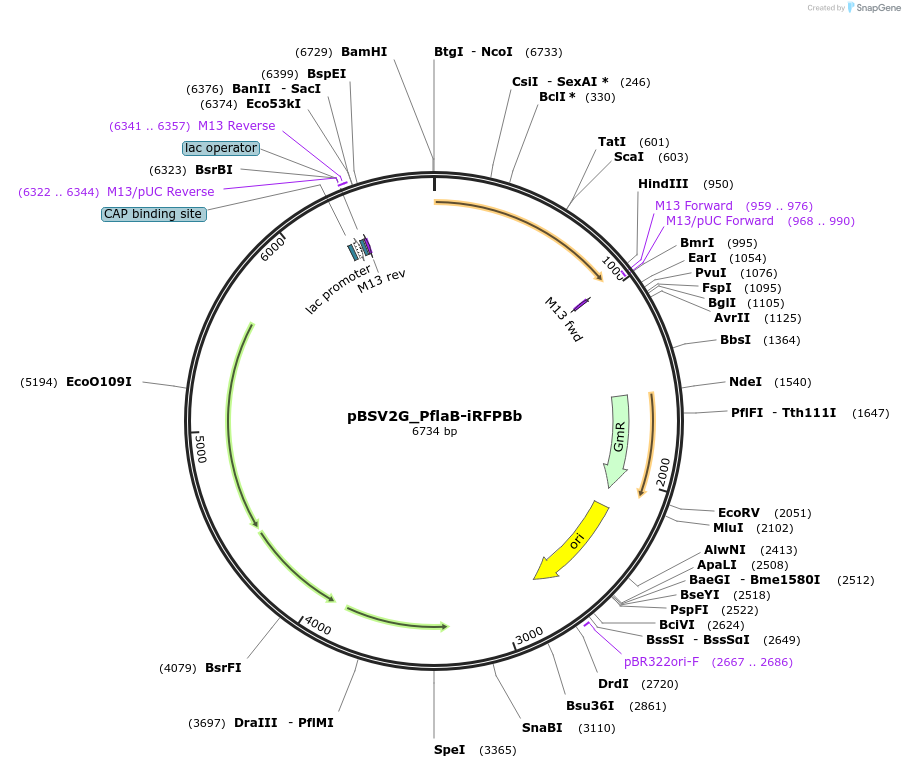 118237-plasmid-map-sequence-id-227359