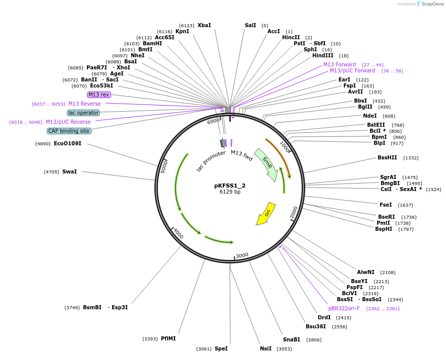 118227-plasmid-map-sequence-id-227360