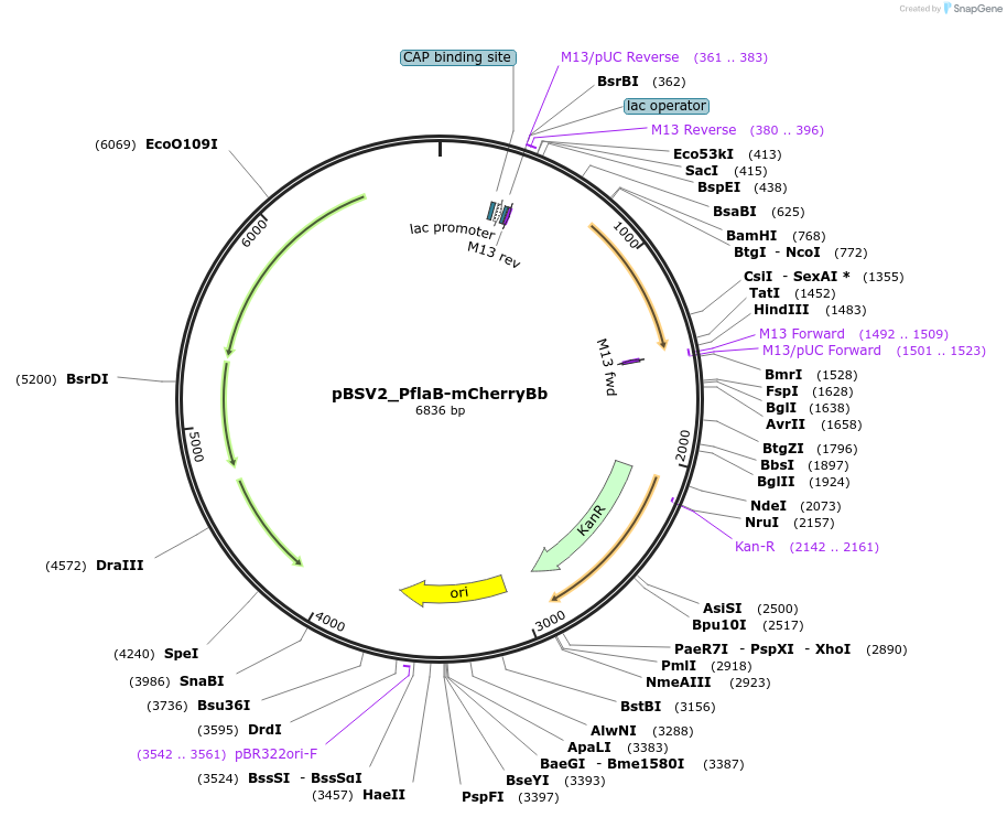 118243-plasmid-map-sequence-id-227366