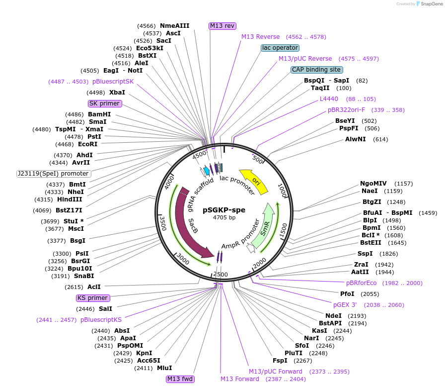 117234-plasmid-map-sequence-id-227370