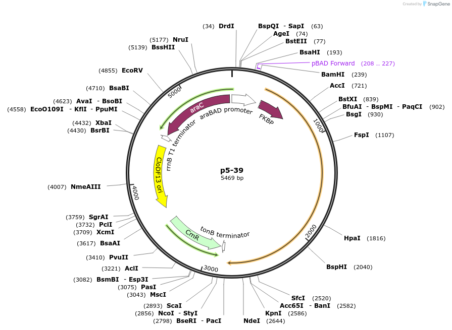 118088-plasmid-map-sequence-id-227372