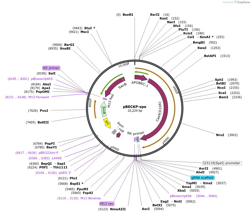 117236-plasmid-map-sequence-id-227373