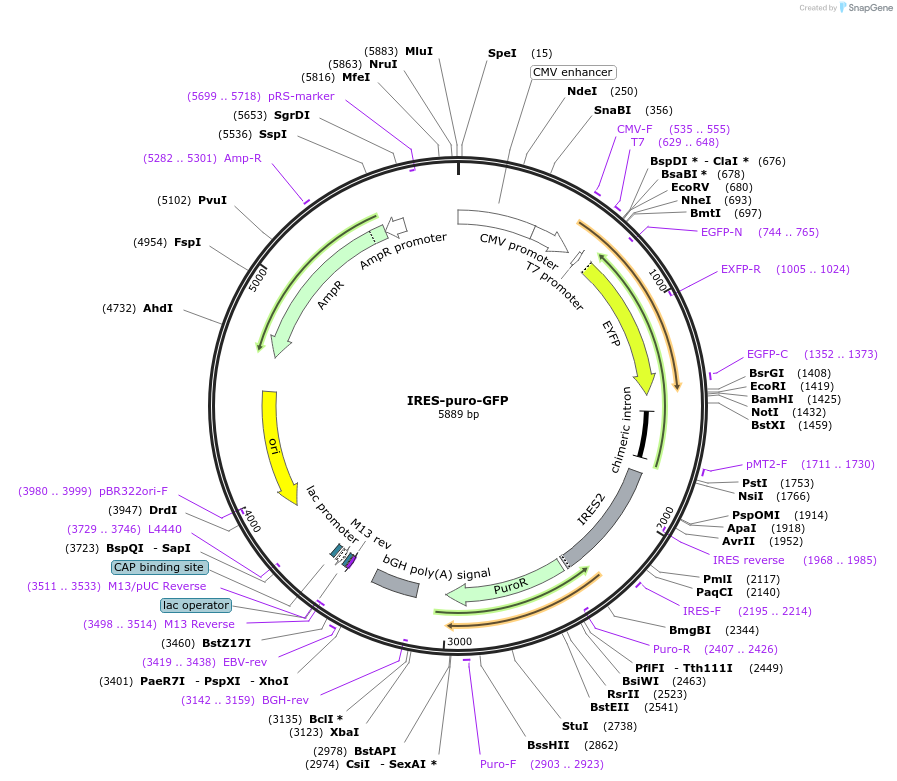 16616-plasmid-map-sequence-id-227375