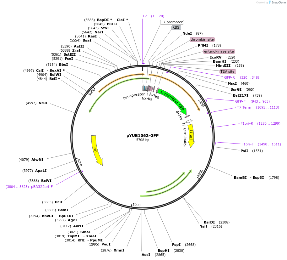 117695-plasmid-map-sequence-id-227376