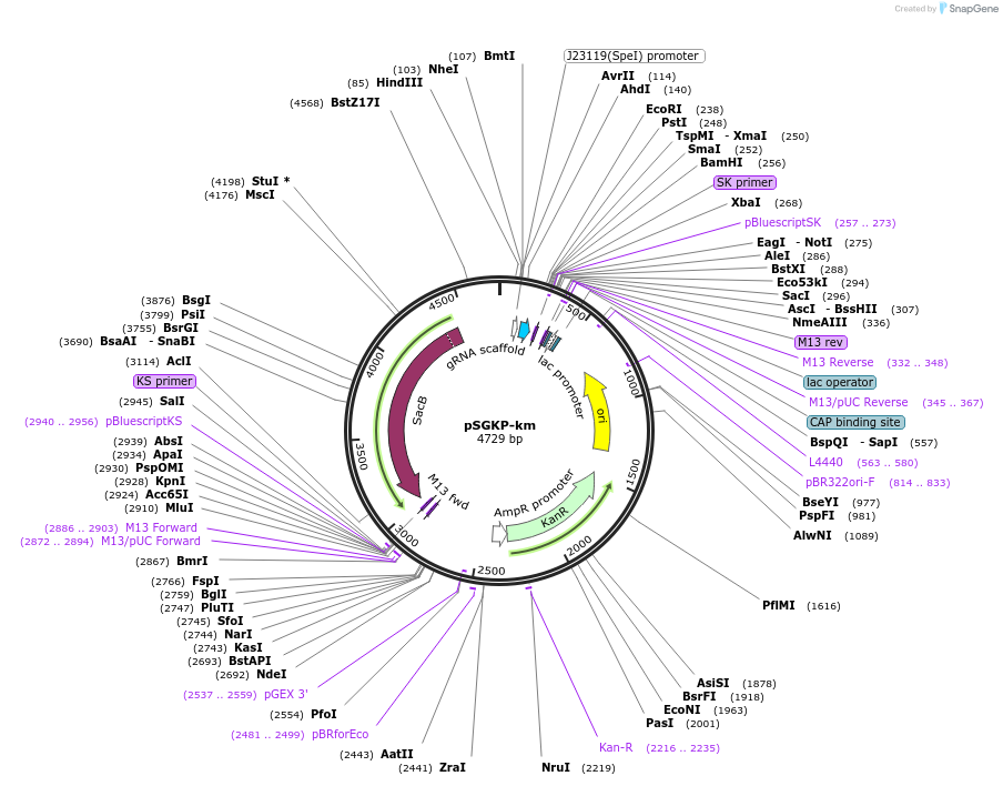117233-plasmid-map-sequence-id-227411