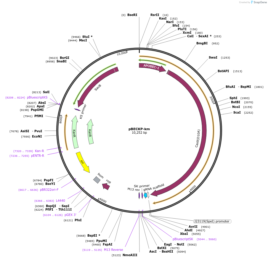 117235-plasmid-map-sequence-id-227412