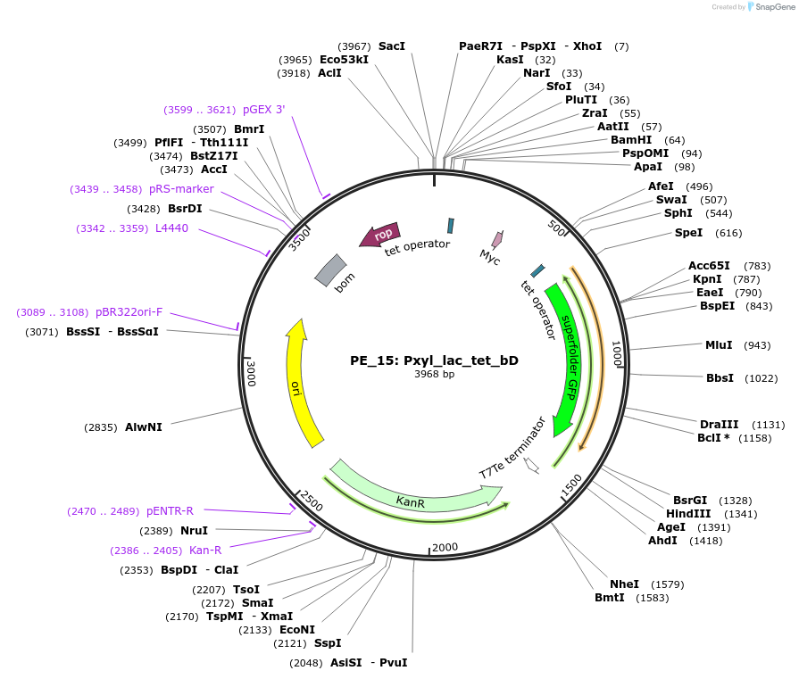 113592-plasmid-map-sequence-id-227413