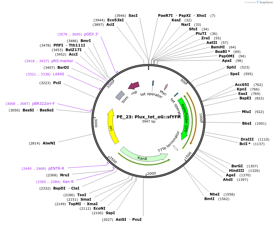 104884-plasmid-map-sequence-id-227415