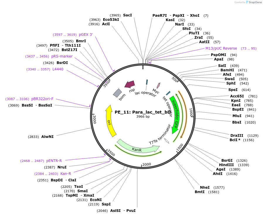 113596-plasmid-map-sequence-id-227419